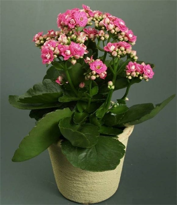 長(zhǎng)壽花